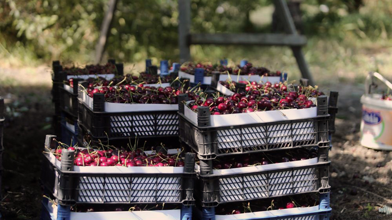 Bursa’nın buz tutan tescilli ürününe umut önerisi