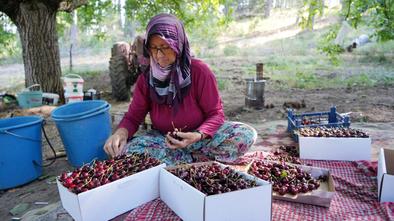 Bursa’nın Keles ilçesinde etkili olan zirai don nedeniyle rekolte kaybı