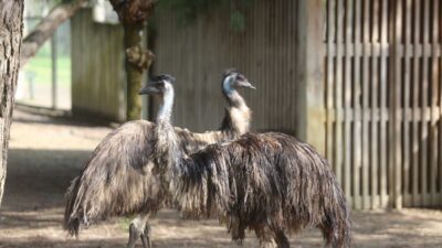 Bursa Hayvanat Bahçesi’nin sevimli üyeleri yaza hazırlanıyor