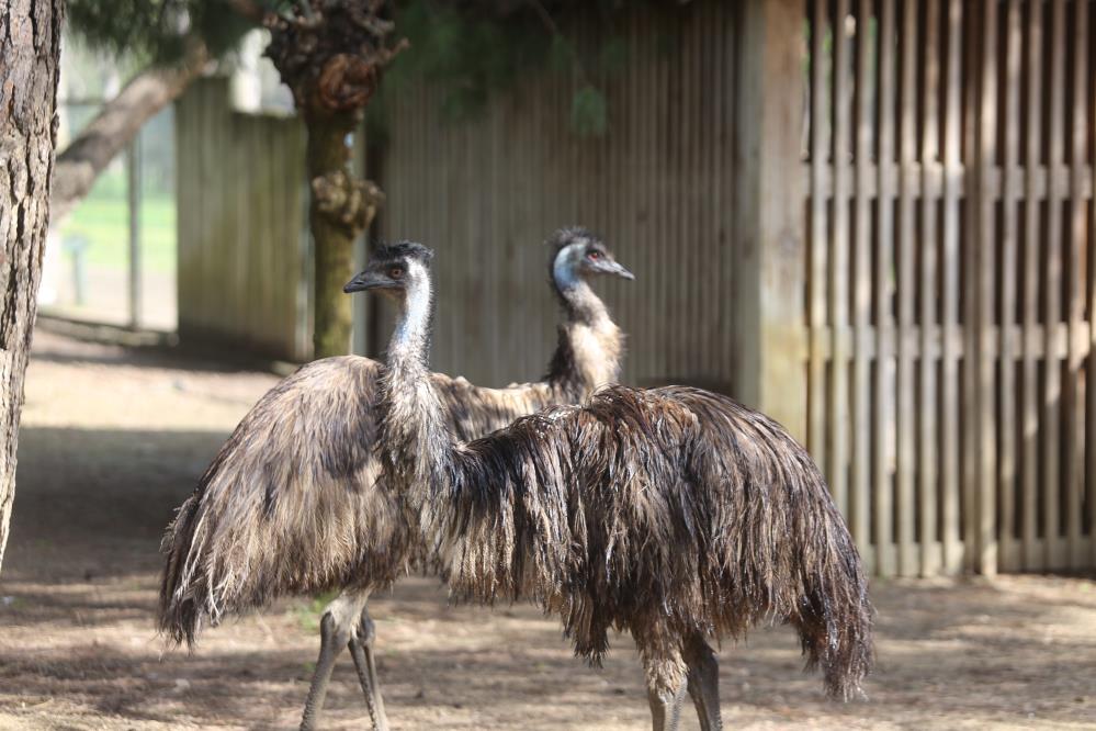 Bursa Hayvanat Bahçesi’nin sevimli üyeleri yaza hazırlanıyor