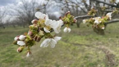 Bursalı kiraz ve vişne üreticisine önemli tavsiye