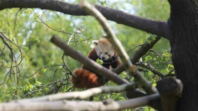 Bursa Hayvanat Bahçesi’nde eğlenceli dakikalar