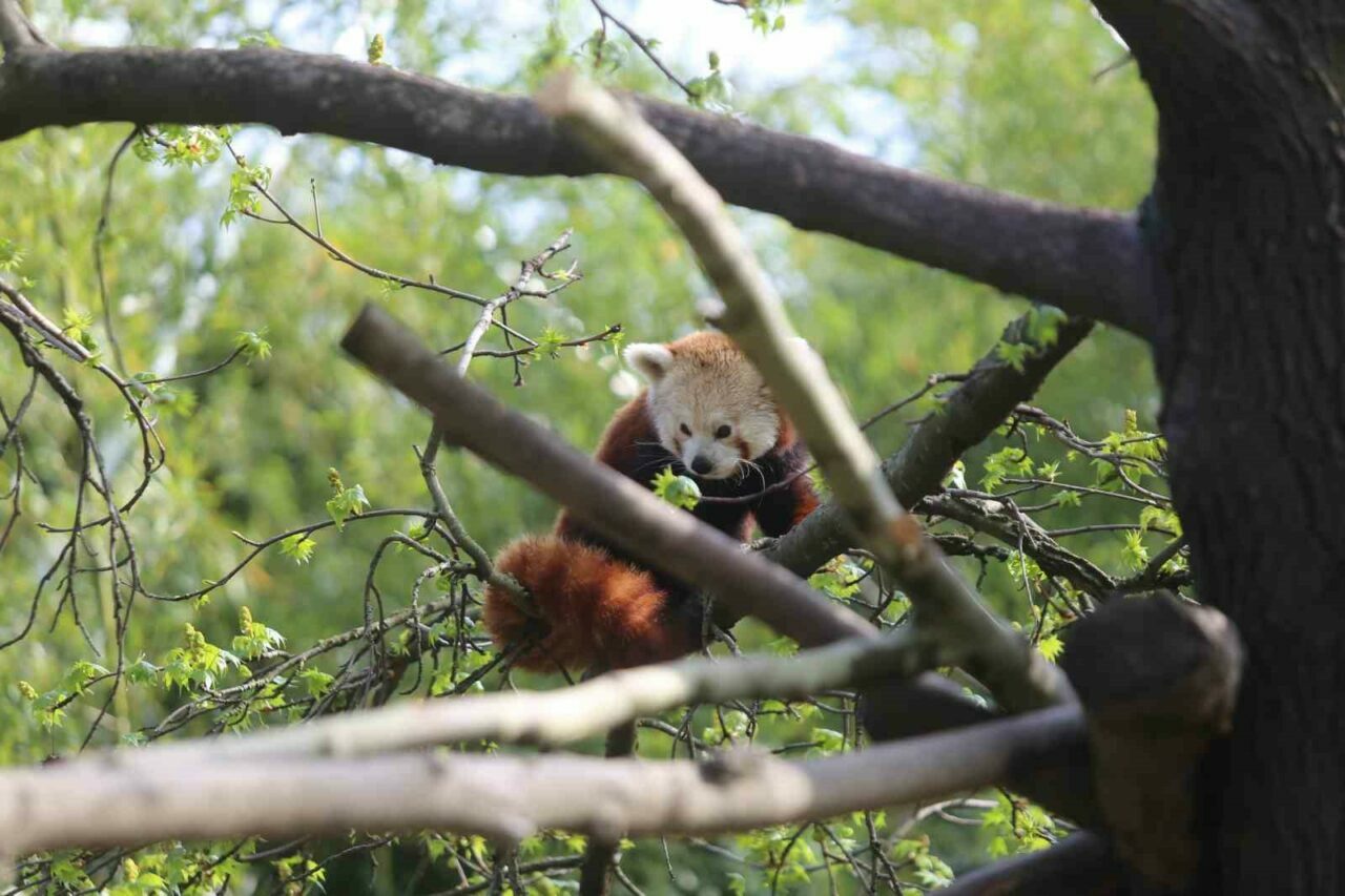 Bursa Hayvanat Bahçesi’nde eğlenceli dakikalar