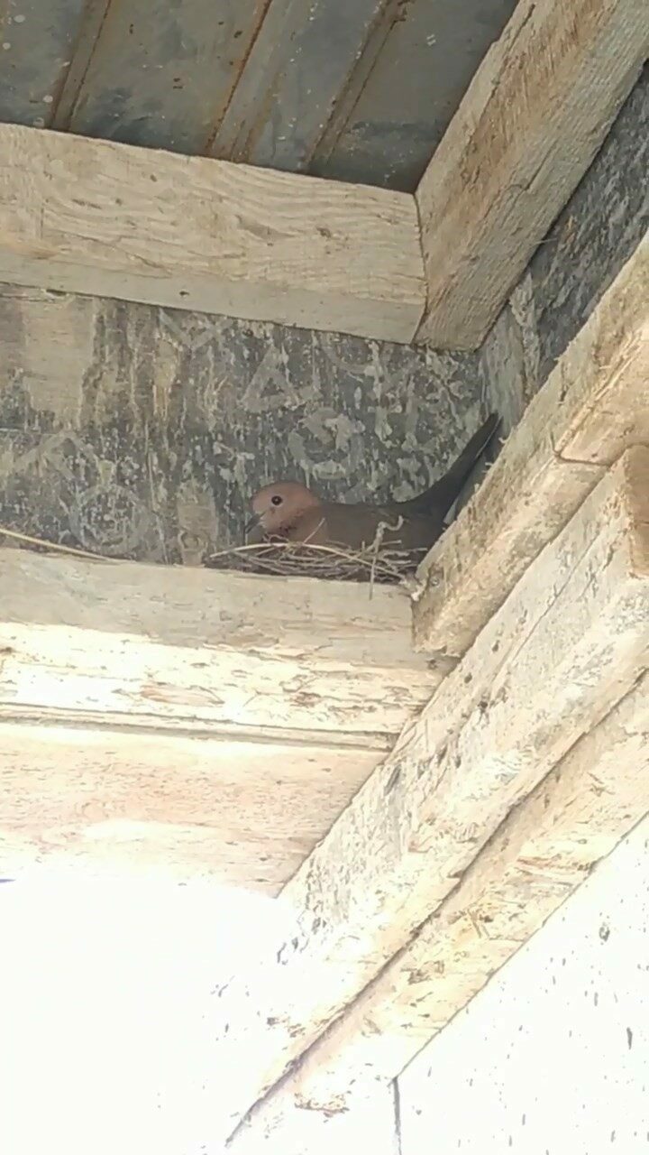 Bursa’da inşaatı durduran kumru!