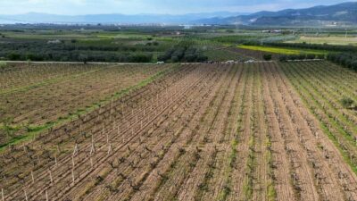 Bursa’da milyarlarca liralık zarar! Ovayı don vurdu