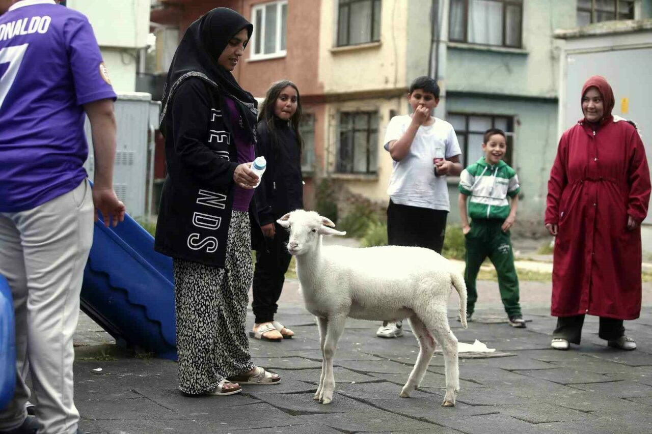 Bursa’da mahallenin maskotu oldu! Çocukları gibi bakıyorlar