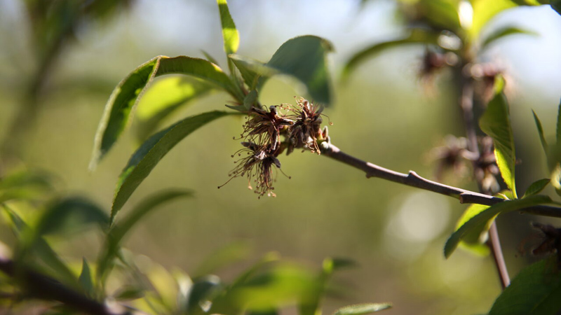 Başkan Bozbey’den zirai don açıklaması