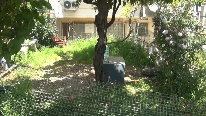 Bursa’nın Gemlik ilçesinde bir apartman bahçesinde yuvaları bulunan 8’i yavru
