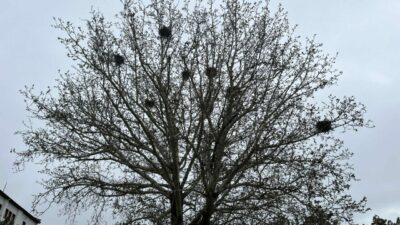 Çankırı’da 8 karga bir ağacı mesken tuttu