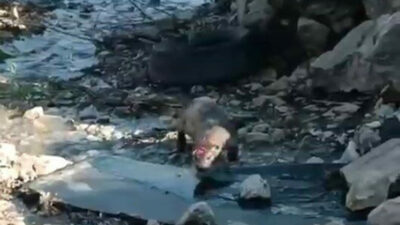 Bursa’ya denizden gelen misafir! Mahallenin maskotu oldu