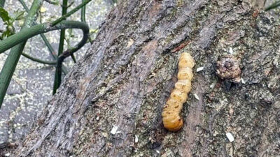Bu böcek türüne dikkat! Bakanlık ölüme yol açan böceği kırmızı bültenle arıyor