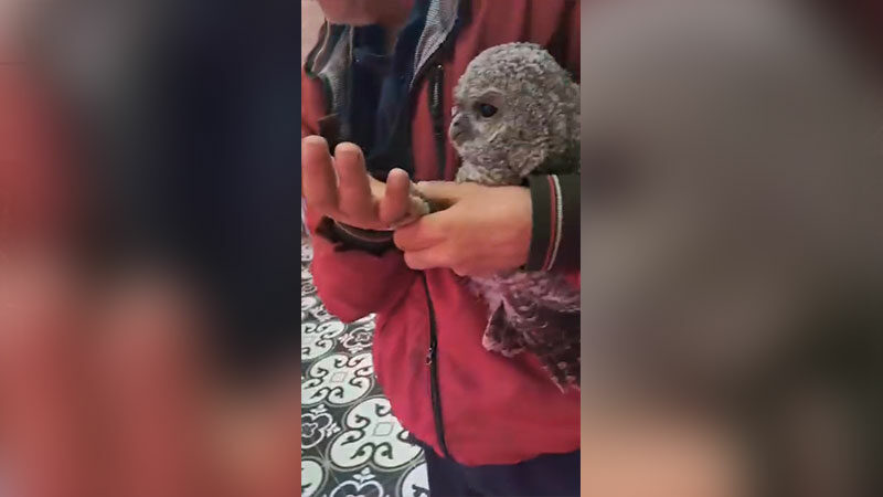 Bursa’da kasaba giden baykuş et yedi Bursa'nın İnegöl ilçesinde, ağaçtaki yuvasından düşen yavru baykuş, vatandaşlar tarafından