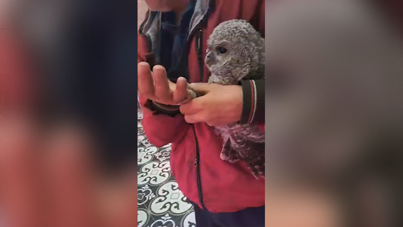 Bursa’da kasaba giden baykuş et yedi