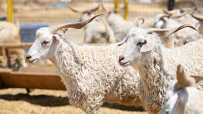 Vekaletle kurban kesim bedeli açıklandı