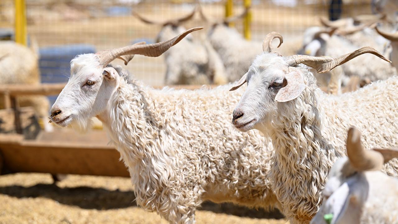 Vekaletle kurban kesim bedeli açıklandı