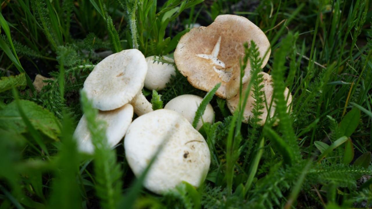 Akrabalarını zehirli mantarla öldürdüğü iddia edilen kadının davası başladı
