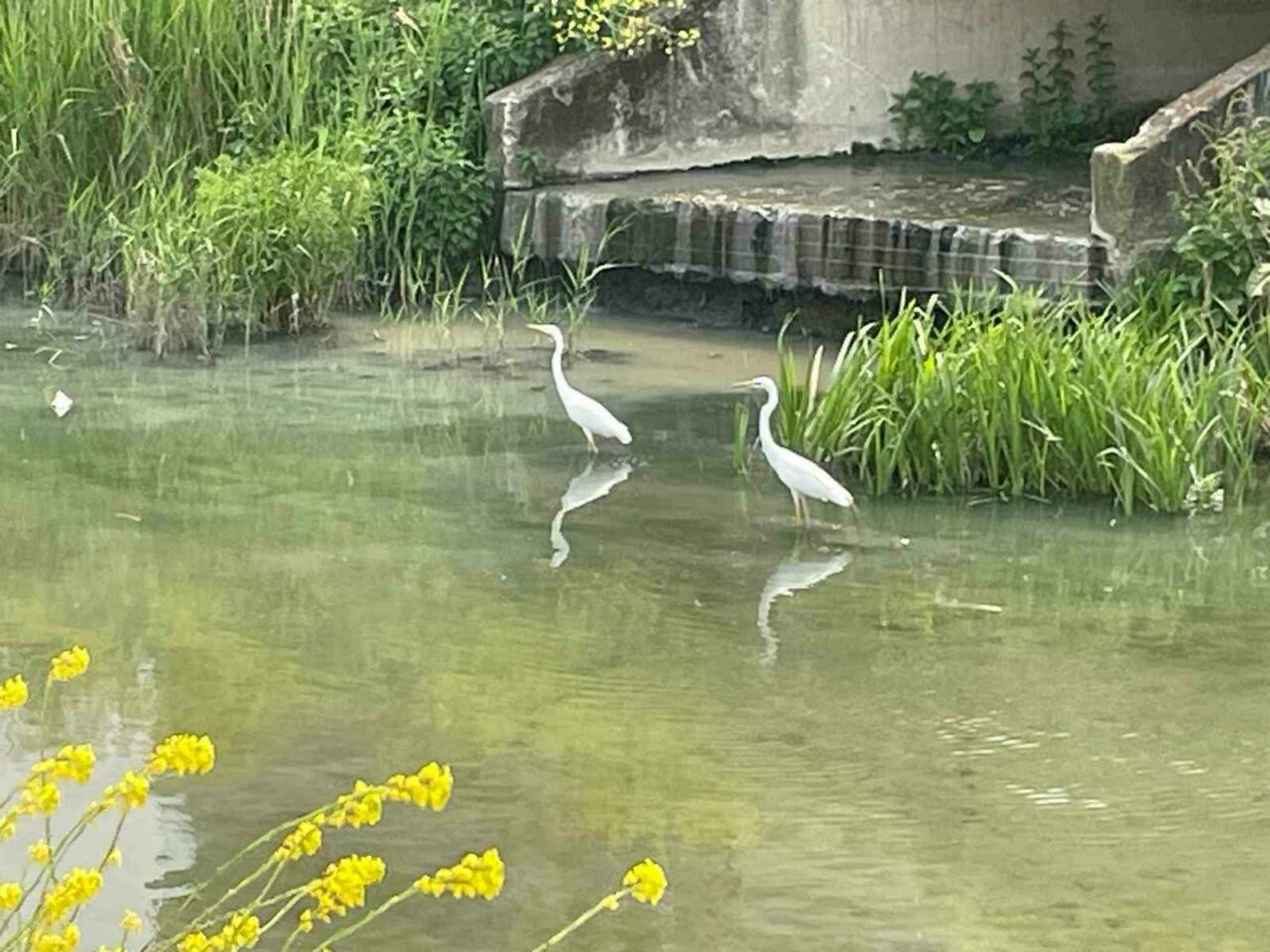 Bursa’da görüntülendiler! O anlar kamerada