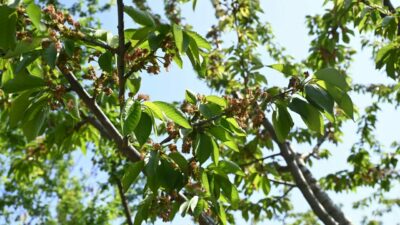 Bursa’da zirai dondan etkilenen çiftçilere kredi kampanyası