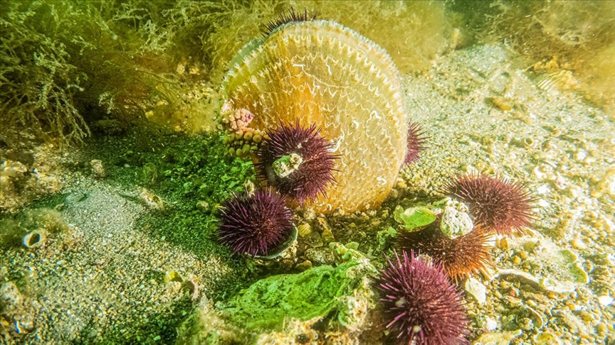 Müsilajla mücadelede yeni proje