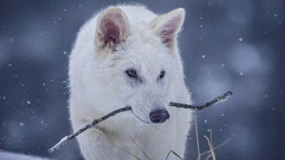 Nesli 10 bin yıl önce tükenmişti: Ulukurtlar hayata döndürüldü!