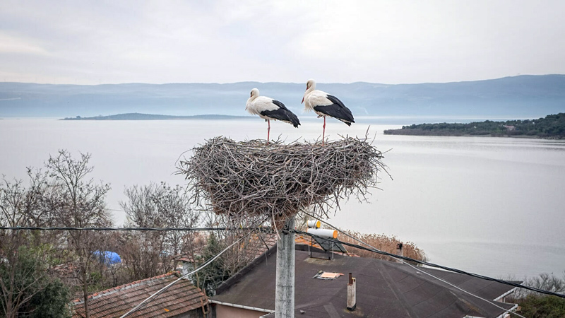 Bursa’nın simgesi Yaren leylekten haber var!