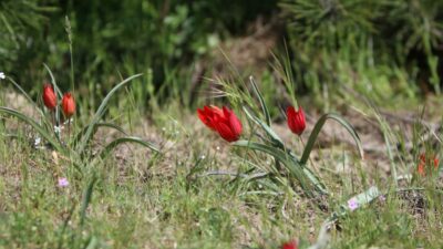 10 gün canlı kalabiliyor! Bu çiçeği koparan yandı