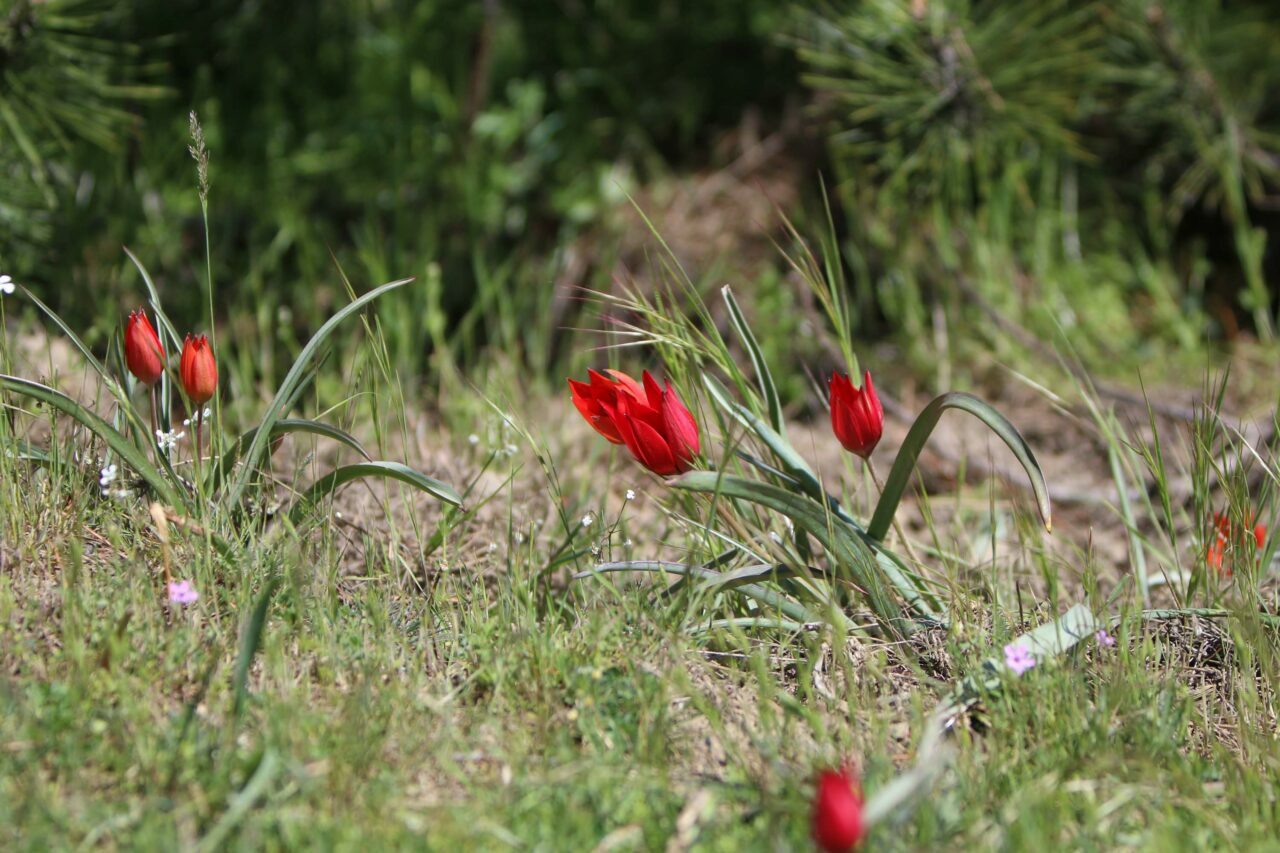 10 gün canlı kalabiliyor! Bu çiçeği koparan yandı
