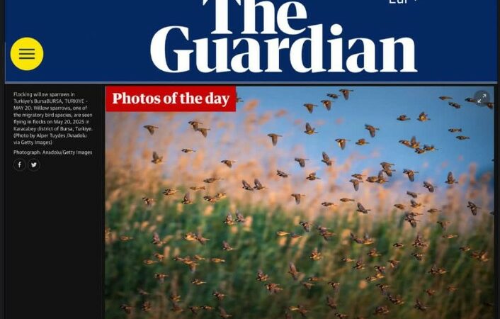 Bursa’ya büyük gurur! İngiltere’nin dünyaca tanınan yayın organı The Guardian, Karacabey ve Uluabat’ı fotoğraflarıyla dünyaya tanıtan Alper