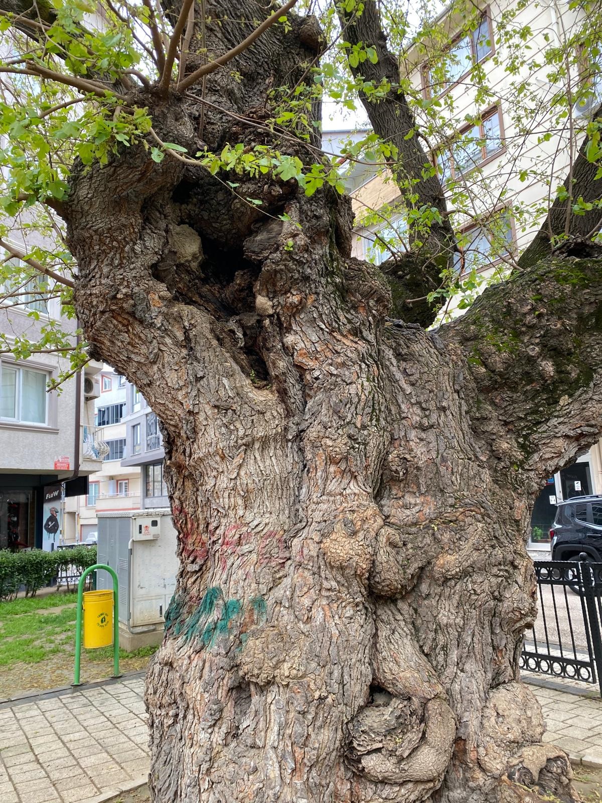 Bursa’da asırlık ağacın yaraları sarıldı