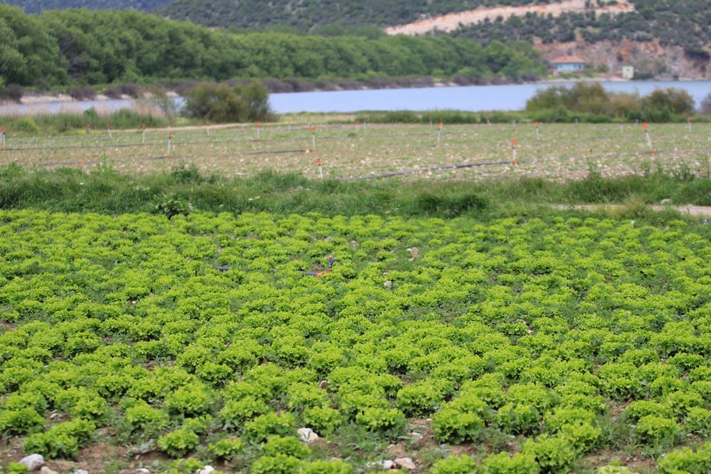 Bursa’da göl havzasındaki ‘yasa dışı’ tarıma ilişkin DSİ’den açıklama