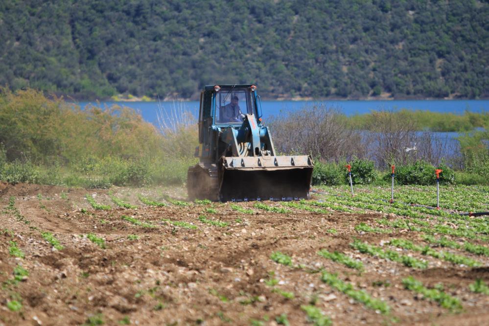 Bursa’daki bu kararda olan ürünlere oldu! Köylüler dertli mi dertli…