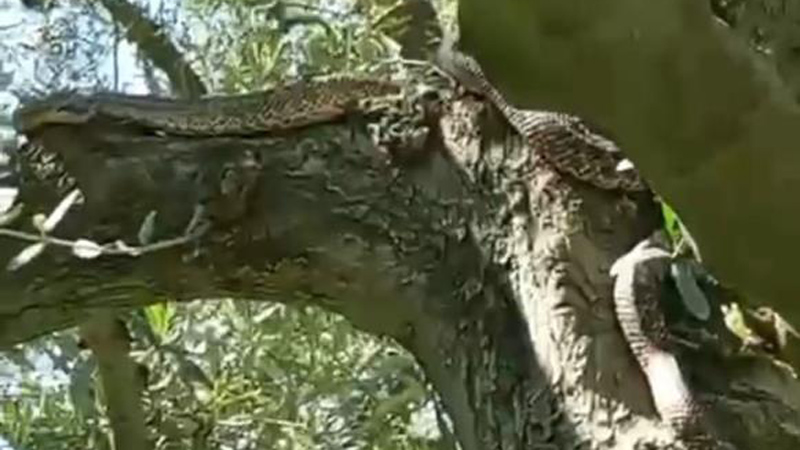 Bursa’da görenler gözlerine inanamadı! 2,5 metrelik…