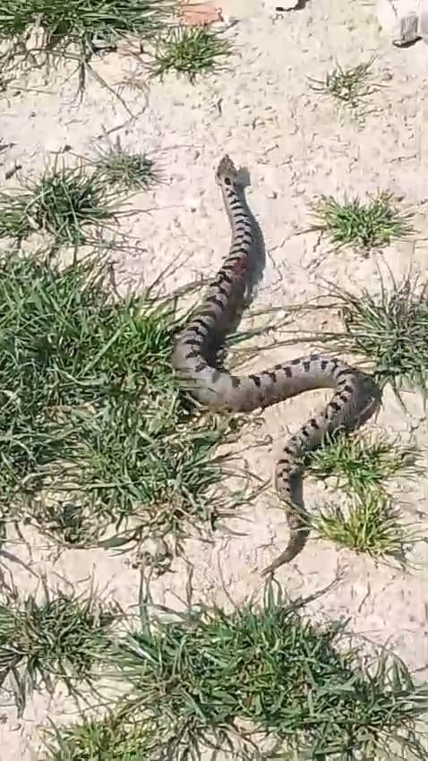 Bursa’da engerek yılanı paniği Bursa’da engerek yılanı paniği