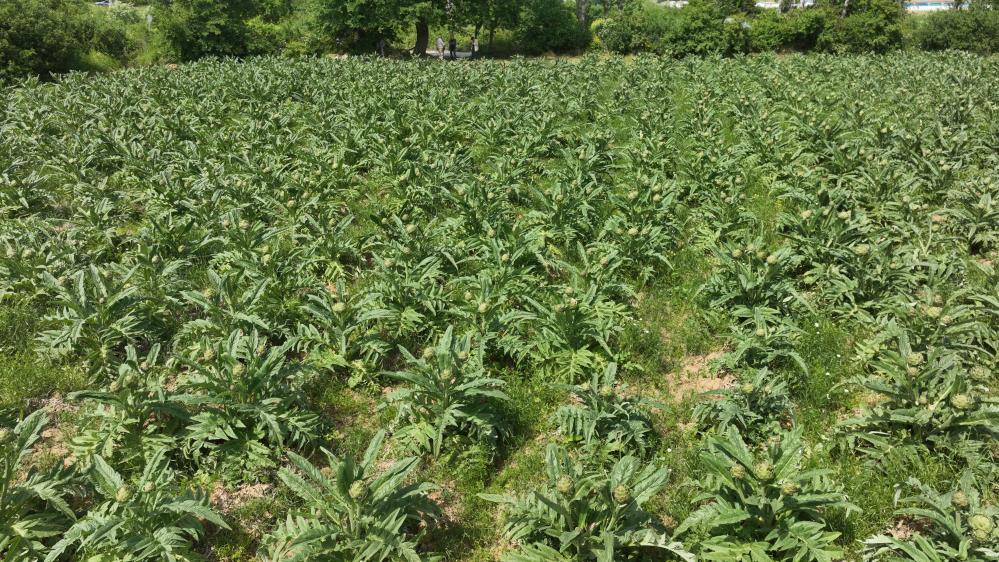 Bursa’nın ünlü markası çıktı; Tanesi 60-70 liradan satılıyor…