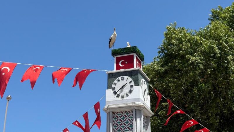 Bursa'nın İznik ilçesinde yürek ısıtan bir doğa olayı yaşandı. Geçtiğimiz