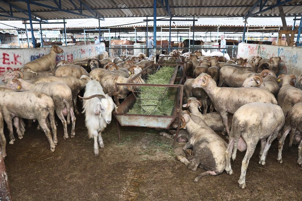 Bursa’nın Nilüfer ilçesinde kurban kesim yerleri belli oldu
