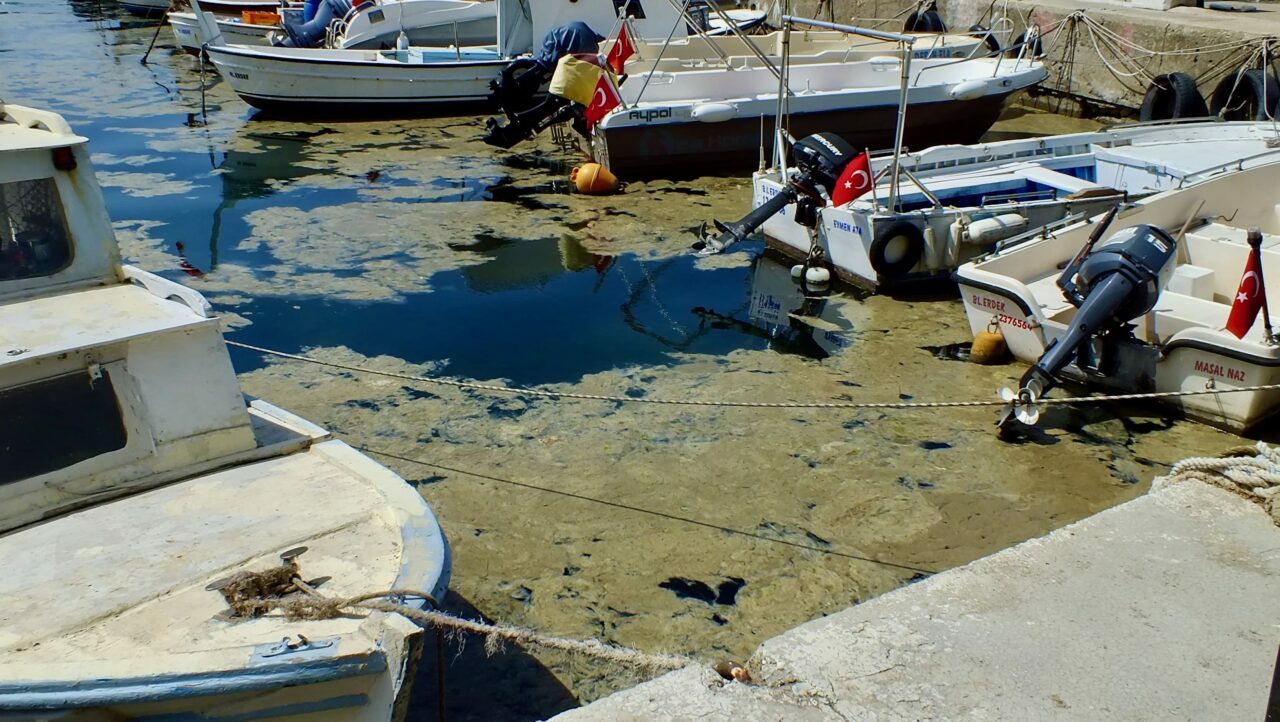 Balıkesir kıyılarında müsilaj görüldü