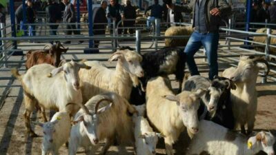 Şap alarmı! 15 mahalle karantinaya alındı