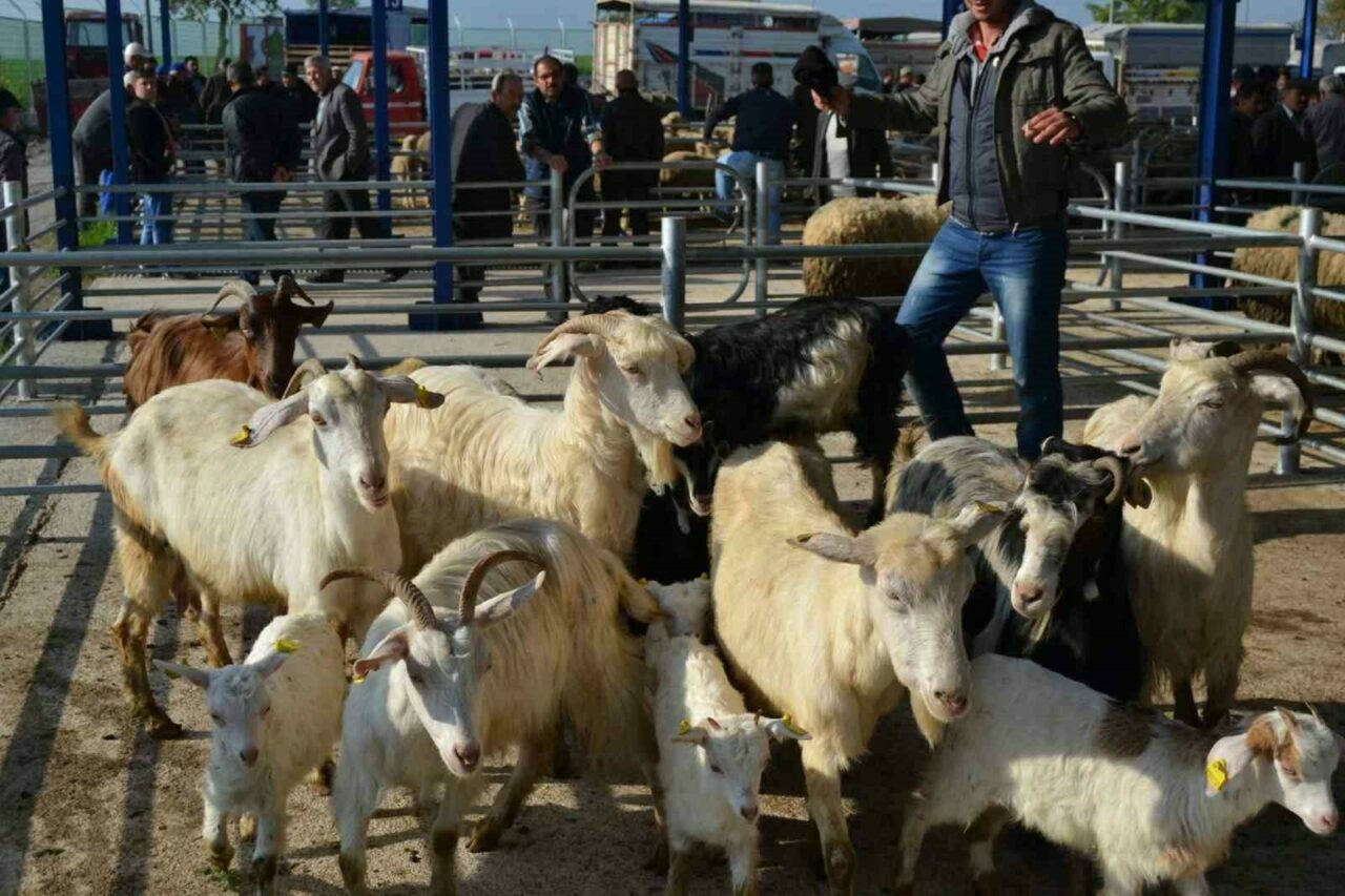 Şap alarmı! 15 mahalle karantinaya alındı