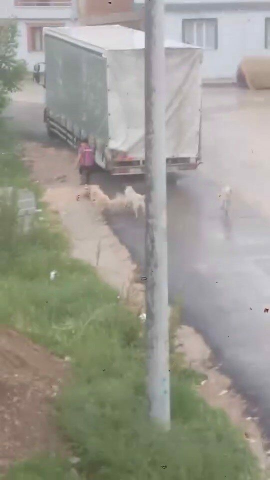 Bursa’da başıboş köpek sürücü çocuğa saldırdı: O anlar kamerada Bursa’da başıboş köpek sürücü çocuğa saldırdı: O anlar kamerada