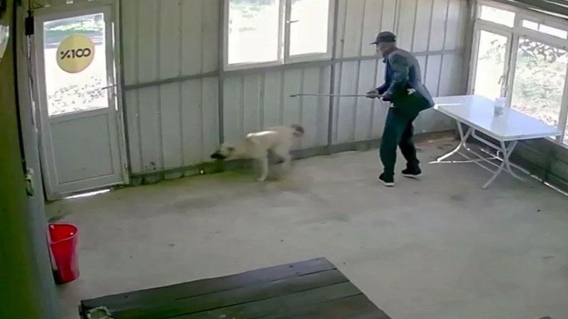 Bunun adı canilik! Bastonuyla defalarca vurdu, ‘Bobi’ kanlar içinde kaldı