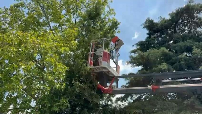 Bursa itfaiyesi mahsur kalan kedilerin yardımına koştu