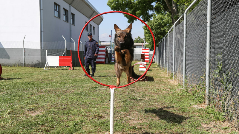 Bursa jandarmasının hassas burunları! Göreve hazır bekliyorlar