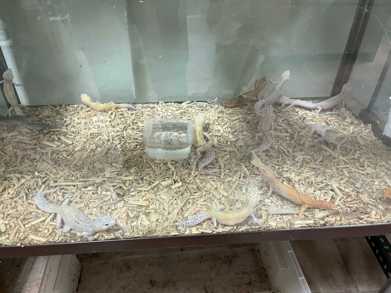 Bursa’da iki ilçede operasyon! Koruma altına alındılar