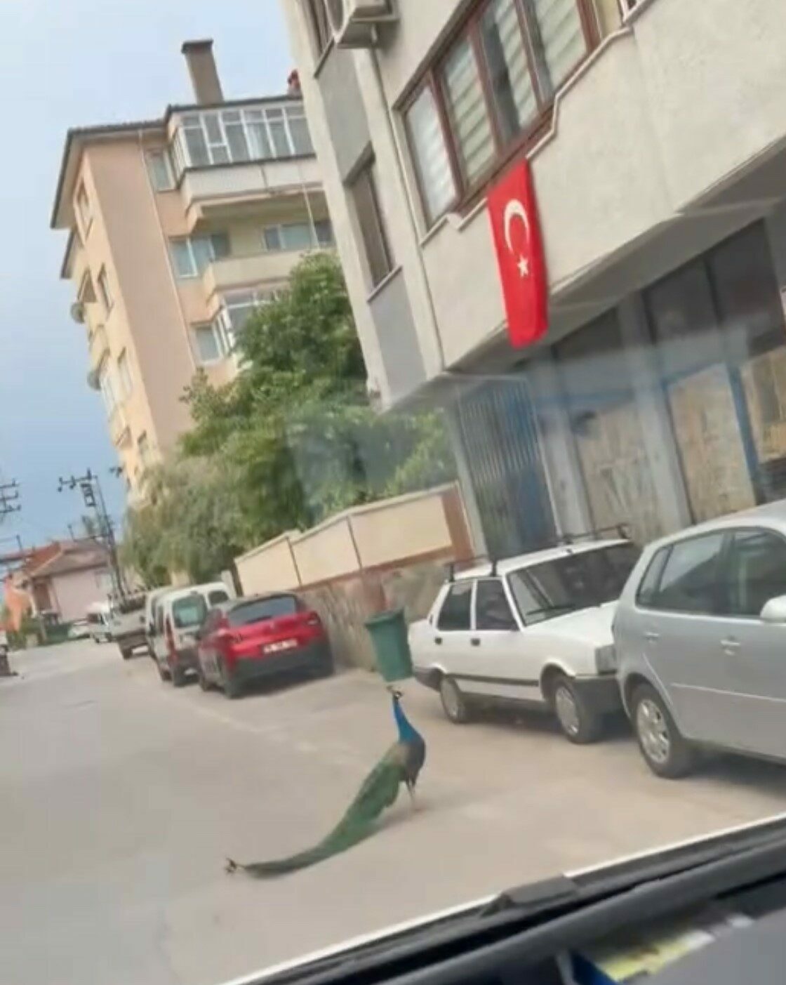 Bursa’da ilginç anlar: Sokak ortasında gezen tavus kuşunu görenler hayrete düştü