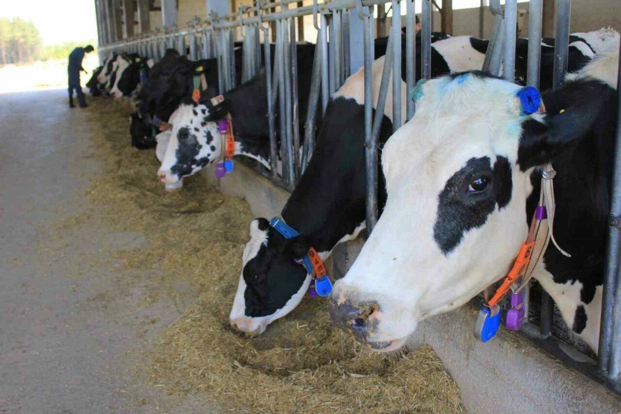 Bursa’da süt üretiminde fazlalık: Başkandan açıklama geldi