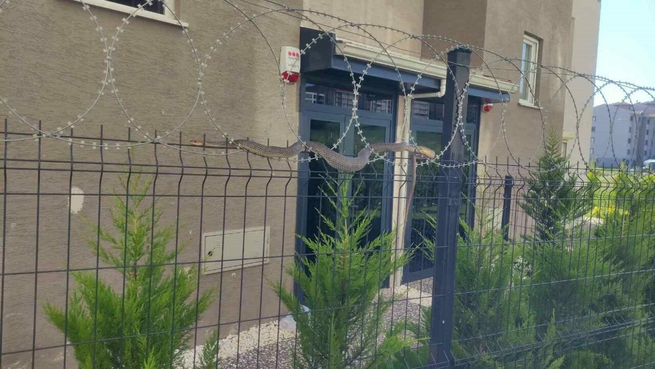 Bursa’da yılan paniği