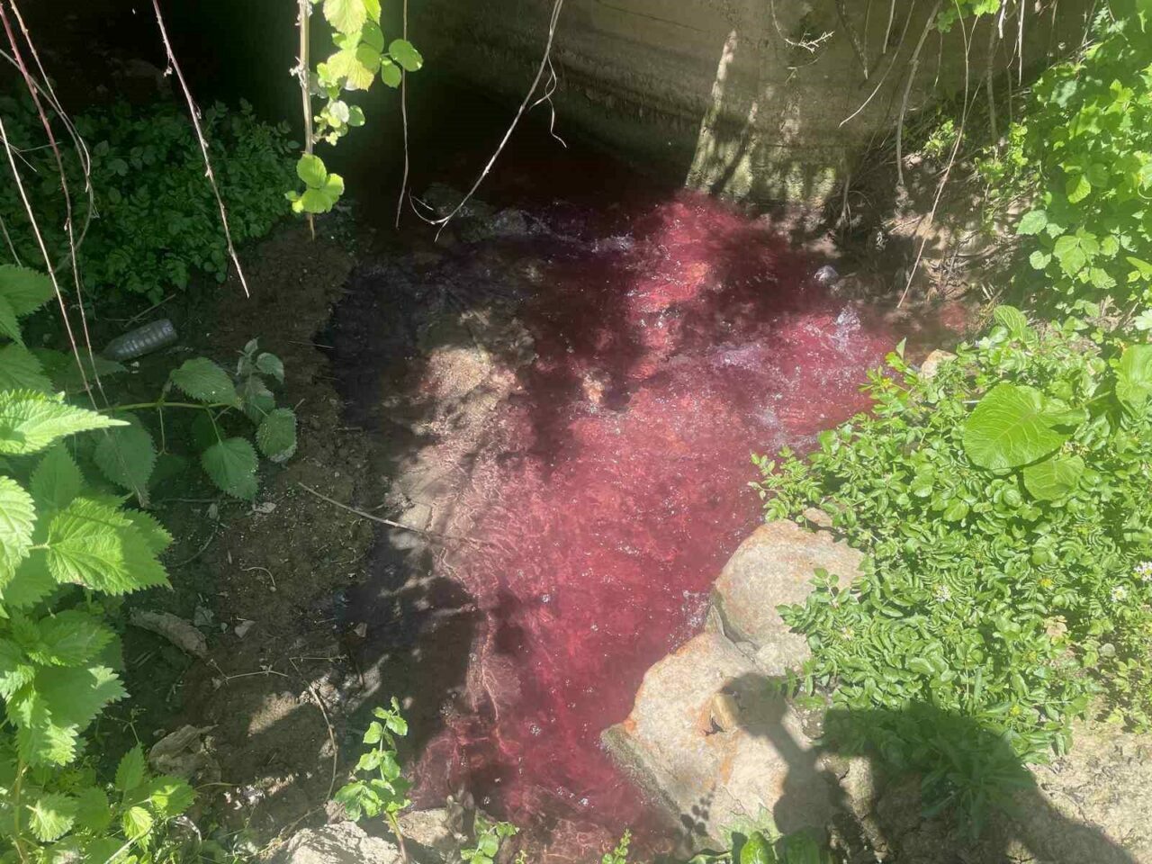 Bursa’nın ‘kan’ ağlayan deresi! Uzman isim de tepki gösterdi