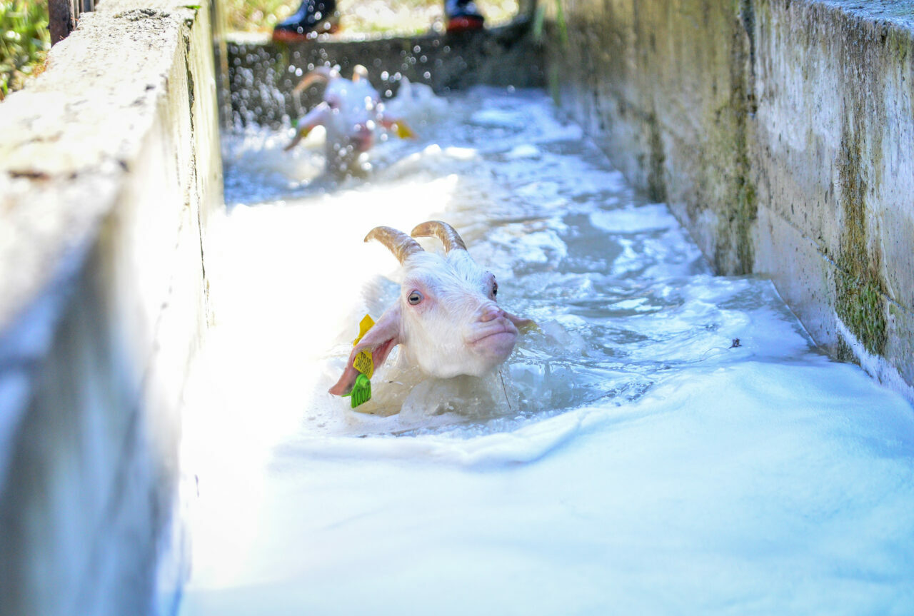 BUÜ Veteriner Fakültesi’nde 8 asırlık ‘koyun yıkama’ geleneği BUÜ Veteriner Fakültesi’nde 8 asırlık ‘koyun yıkama’ geleneği