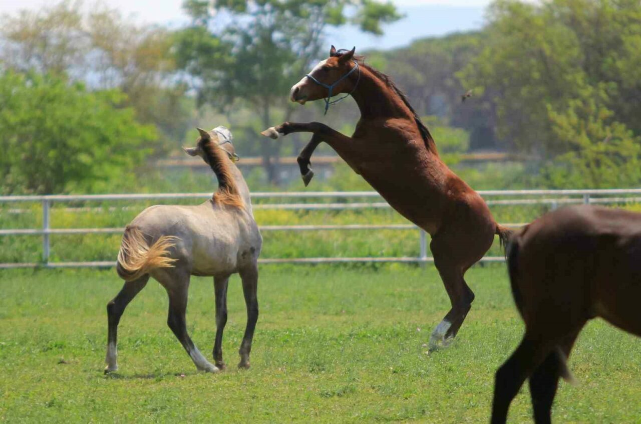 Bursa’da milyonluk taylar satışa çıkıyor